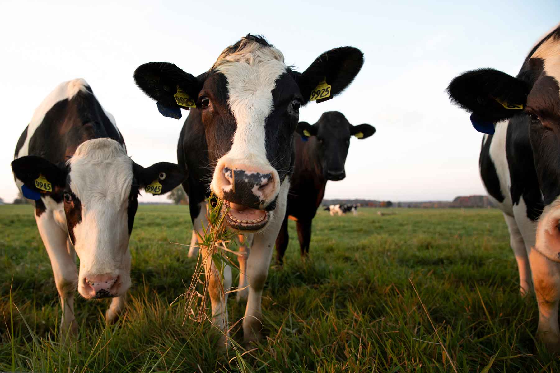 Four black and white cows in a field looking at the camera