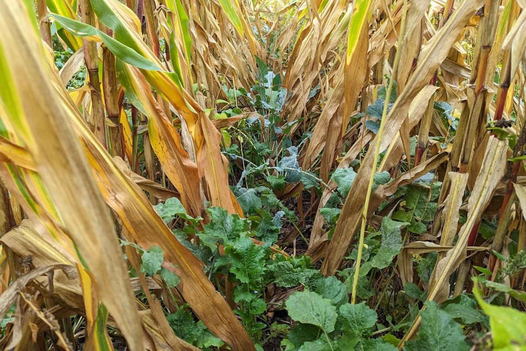 Rows of brown corn stalks with green cover crops growing between them