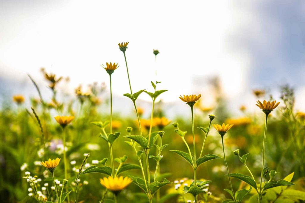 Yellow and white flowers in a field with a blue sky behind them