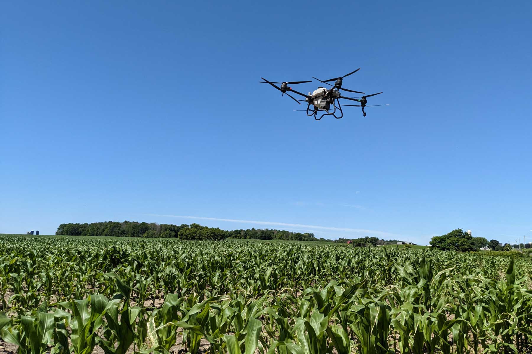 A drone flying above a young corn field